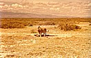 KENIA 1971_im 'Amboseli Nationalpark'_Löwe mit gerade gerissenem Gnu_Jochen A. Hübener