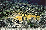 1992_UGANDA_RUWENZORI mountain range_4000 m_what colours_Jochen A. Hbener