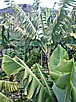 platanos (Bananenstauden mit Frucht) im Nordwesten v. 'LA PALMA'