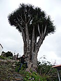 'El Tablado', oberhalb, am Restaurant, Beate am "drago"=Drachenbaum lehnend
